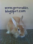 PF16002 - Angora Rabbit Rabbit