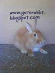 PF16002 - Angora Rabbit Rabbit