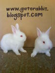 PF16004 - Bunny Rabbit + Lionhead Rabbit