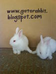 PF16004 - Bunny Rabbit + Lionhead Rabbit