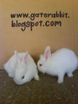 PF16004 - Bunny Rabbit + Lionhead Rabbit