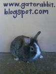 PF16006 - Lionhead Rabbit