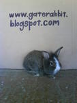 PF16006 - Lionhead Rabbit