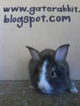 PF16006 - Lionhead Rabbit