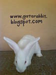PF16008 - New Zealand Rabbit