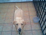 Bobby - Labrador Retriever Dog