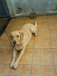 Bobby - Labrador Retriever Dog