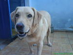 Bobby - Labrador Retriever Dog