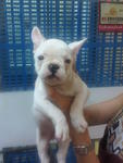 French Bulldog 1500 - French Bulldog Dog