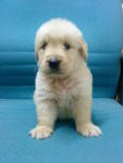 Golden Retriever Puppies - Golden Retriever Dog