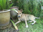 Tiger - Mixed Breed Dog