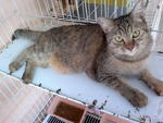 Anak Nanya - Domestic Short Hair Cat