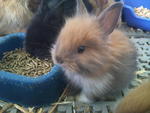 Babies - Angora Rabbit + Dwarf Rabbit