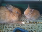 Babies - Angora Rabbit + Dwarf Rabbit