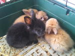 Babies - Angora Rabbit + Dwarf Rabbit