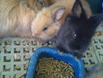 Babies - Angora Rabbit + Dwarf Rabbit