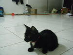 Blackie - Domestic Short Hair Cat