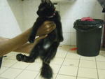 Blackie - Domestic Short Hair Cat