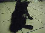 Blackie - Domestic Short Hair Cat