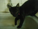 Blackie - Domestic Short Hair Cat