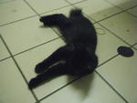 Blackie - Domestic Short Hair Cat