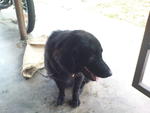 Poni - Black Labrador Retriever Dog