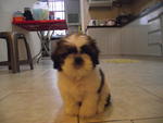 Tom - Shih Tzu Dog