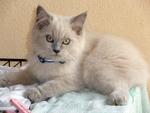 Smokey - Persian Cat