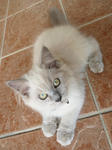 Smokey - Persian Cat