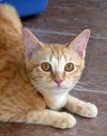 Orange - Domestic Short Hair Cat