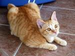 Orange - Domestic Short Hair Cat