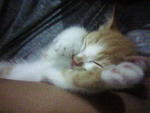sleeping in my hand