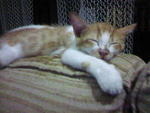 on the sofa