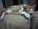 sleeping 