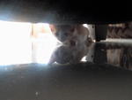 under the couch 
