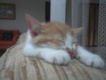 Cimpuk - Domestic Medium Hair Cat