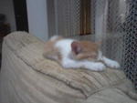 Cimpuk - Domestic Medium Hair Cat