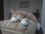 Cimpuk - Domestic Medium Hair Cat