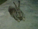 Kelabu - Bunny Rabbit Rabbit