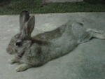 Kelabu - Bunny Rabbit Rabbit