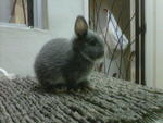 Pikacu - Netherland Dwarf Rabbit