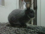 Pikacu - Netherland Dwarf Rabbit