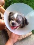 Found In Puchong - Shih Tzu Dog