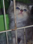 Kisuke Urahara - Persian Cat