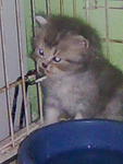 Kisuke Urahara - Persian Cat