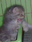 Kisuke Urahara - Persian Cat