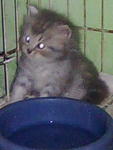 Kisuke Urahara - Persian Cat