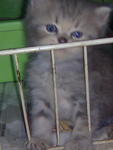 Kisuke Urahara - Persian Cat