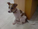 Pau Pau - Mixed Breed Dog