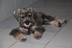 Swizzle - Schnauzer Dog